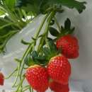 주몽농장 이미지