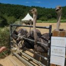 롯데마트해피랜드 | 이번주 일상