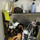 향기롭개 이미지