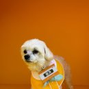 놀러오개 애견유치원 애견호텔 에버랜드점 이미지