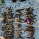 칡캐는오미자농부 이미지