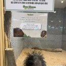 꼬마 강아지 | 하남 “곰꼬마” 실내 동물원 다녀온 후기