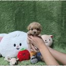 샵펫 강아지분양 울산점 | 광주강아지분양 진심담긴 애견샵 펫왕국