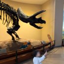 방배로32길 33 (1) | 33개월 아기랑 서대문자연사박물관 다녀온 후기 (+유모차, 주차 꿀팁)