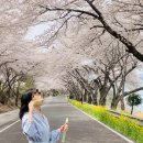 경남 남해 설천 벚꽃길~왕지마을 입구 : 바다, 유채꽃 그리고 벚꽃 여기가 천국일지도