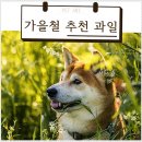 펫아미 강아지분양 고양이분양 동탄점 | 펫아미 강아지분양 고양이분양 동탄점에서 배운 고양이 분리불안 예방법
