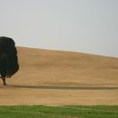 나무한그루 이미지