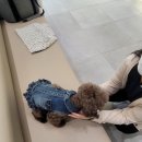 범어동물병원 | 대구 24시 범어동물의료센터 병원 슬개골검사와 강아지 침치료후기