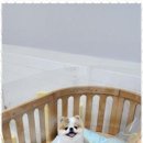 키티앤퍼피 이미지