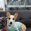 샤워앤독 이미지