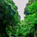 제주 안덕계곡 상록수림 이미지