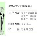 밴드 트라이셉스 푸쉬 다운(Fitness Band Triceps Push Down) 이미지