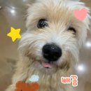 복슬강아지 이미지