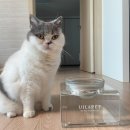 유일앤펫