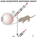 Re: 쥐시력회복 원문 이미지