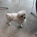 (주)안상규벌꿀 구미지점 | 그녀 내게로 ˗ˋˏ 와 ˎˊ˗ (25.4월_2)