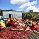 아라비카 커피의 고향 에디오피아 이미지