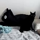 제일동물진단영상센터 | [고양이 일상] 특발성 발작 진단 받은 오묘 기록 세번째! MRI 검사와 그 이후까지...!