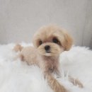 화려하개 이미지