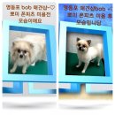 뽀미 애견 미용샵 이미지