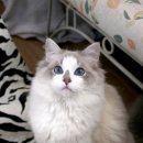 렉돌 냥이 이미지