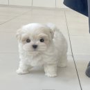 부산애견호텔 강아지유치원 펫퍼센트&코모네하우스 이미지