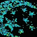 에코 153 이미지