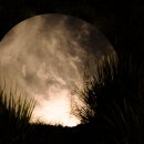 10월의 마곡서울 식물원에 보름달이 뜨다 이미지