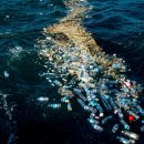 제주 돌고래 이미지