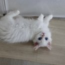 김포고양이분양 맘스캣 이미지