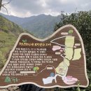 도심다원차밭