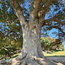 임천 가림성 느티나무 | 부여 가림성 느티나무/ &#39;반쪽 하트로 인생샷 명소가 된 성흥산 사랑나무&#39;