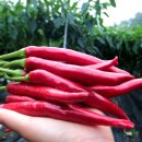 이제, 단양 이미지