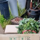 외딴농장 이미지