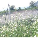 문경새재황토민박 이미지