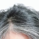 저분자콘드로이친추천 호주산