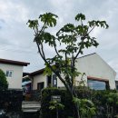 남원읍-5 이미지