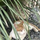 매시리민박 이미지