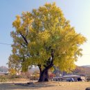 (주)은행나무 이미지