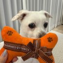 개르메스 이미지