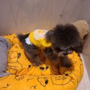 퍼피엔젤스 이미지