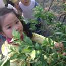 하나 숲 관광농원 이미지