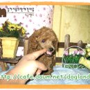 왕자보세 - 포항시 북구 칠성천길 114-1 | 왕자보세