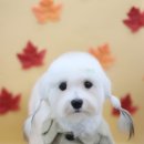 하바네즈 코리아 이미지