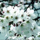 덕진구청 이미지