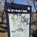 화개농원 | 광양매화축제 2026 후기 입장료 무료? 동선 꿀팁까지