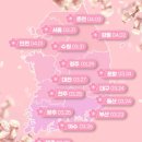 A-ONE KOREA | [공지] Cherry Blossom Korea 2026: Forecast, Seoul Dates &amp; Best Spots