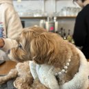 아띠아지 이미지