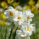 제주섬돌 | 몰마농