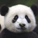 아리랑정육점